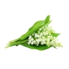 Lilly Of The Valley