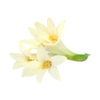 Tuberose