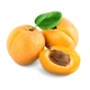 Apricot