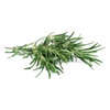 Rosemary